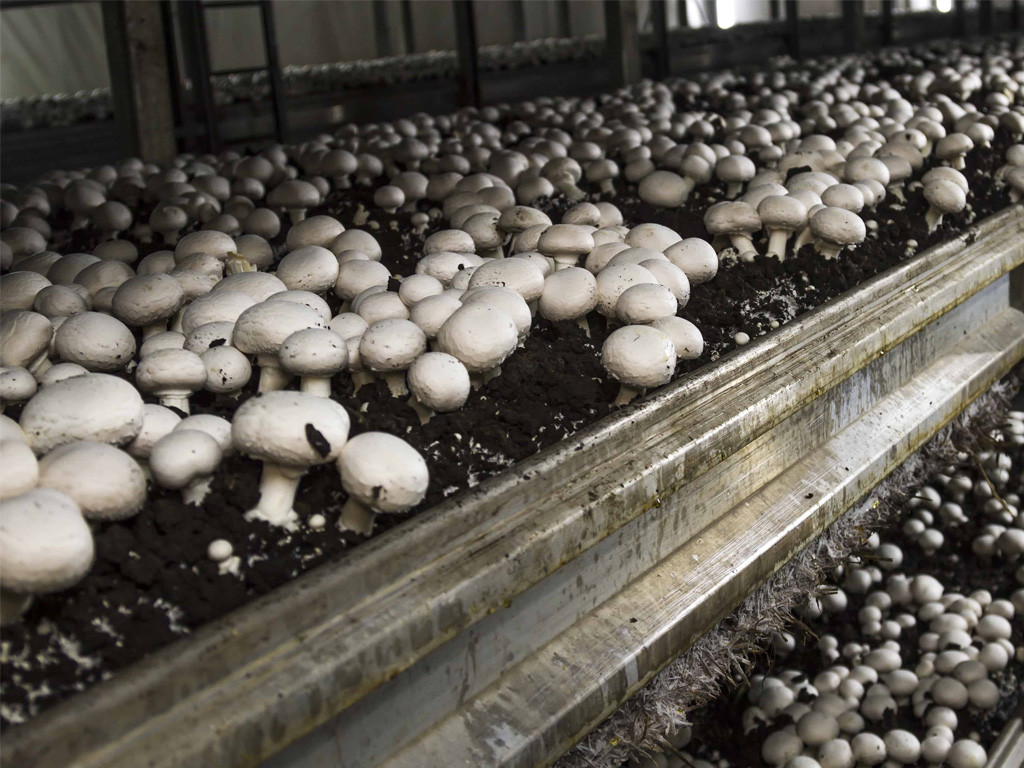 MUSHROOM PRODUCTION WITH HIGH PRESSURE FOG SYSTEMS