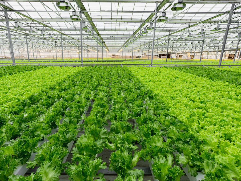 FOGGING SYSTEM AND EFFICIENT GREENHOUSE